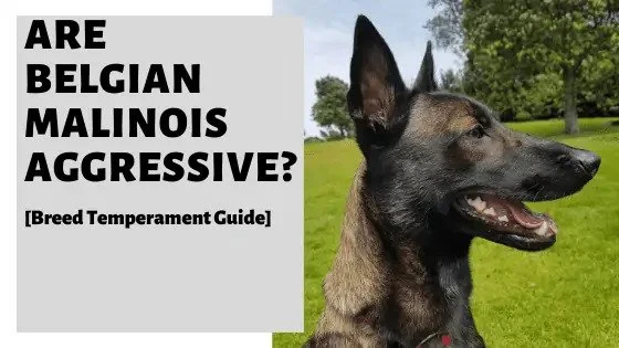 Are Belgian Malinois Aggressive or Good-Natured?
