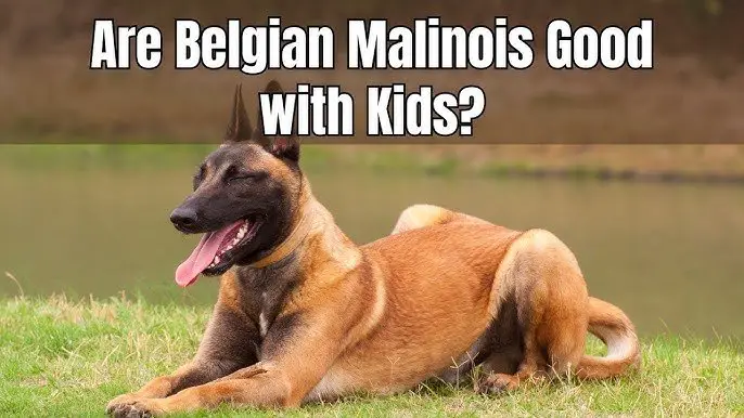 Are Belgian Malinois Good Family Dogs