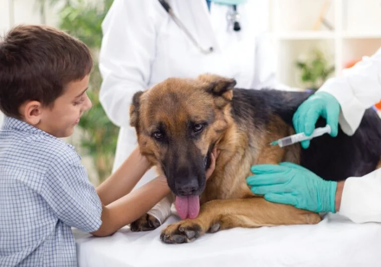 Belgian Malinois Vet Check-Up: Keeping Your Pup Healthy and Happy