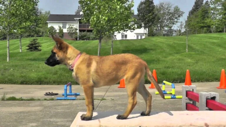 How to Train Your Belgian Malinois Puppy: Tips and Exercises