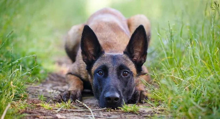Can Belgian Malinois Be Left Alone?