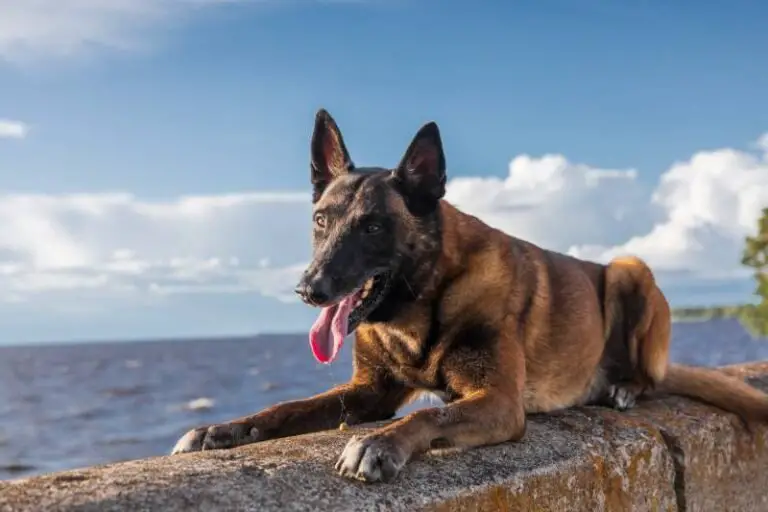 The Ultimate Guide: Do Belgian Malinois Shed A Lot?