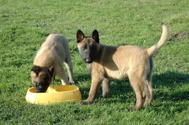 The Complete Guide on How Much to Feed a Belgian Malinois Puppy