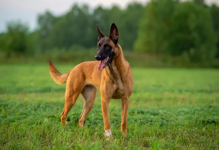 What Were Belgian Malinois Originally Bred For? Unraveling Their Storied Past