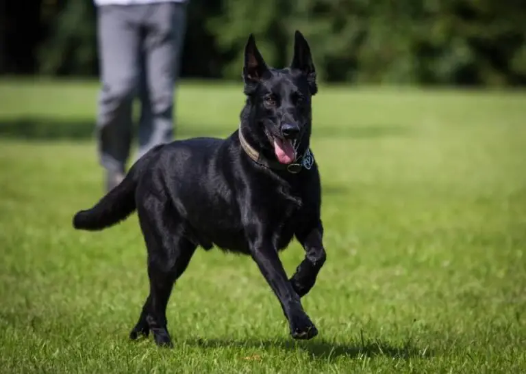 The Mystique of Color: Are Belgian Malinois All Black?