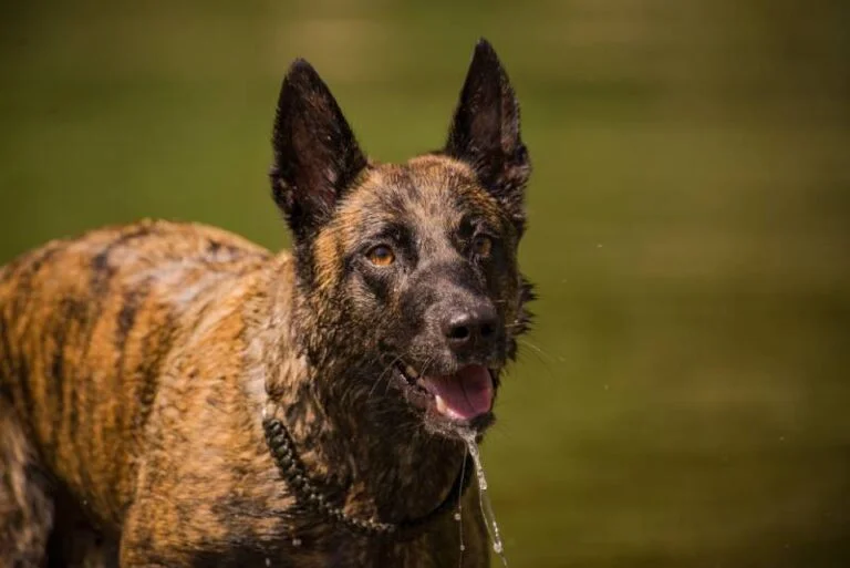 Are Belgian Malinois Brindle? Diving Deep into the Colorful World of Canine Genetics
