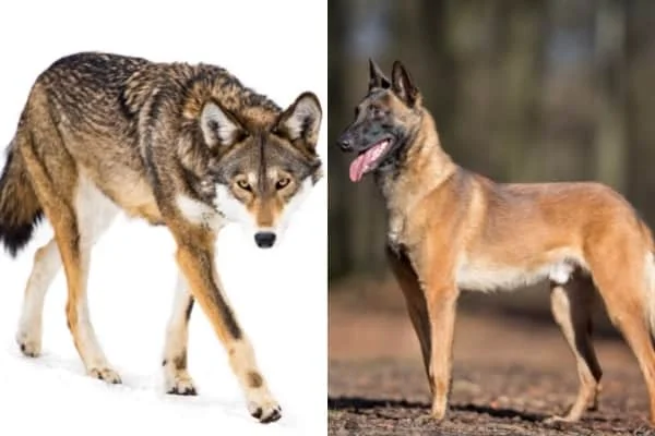 Can A Belgian Malinois Kill A Wolf?