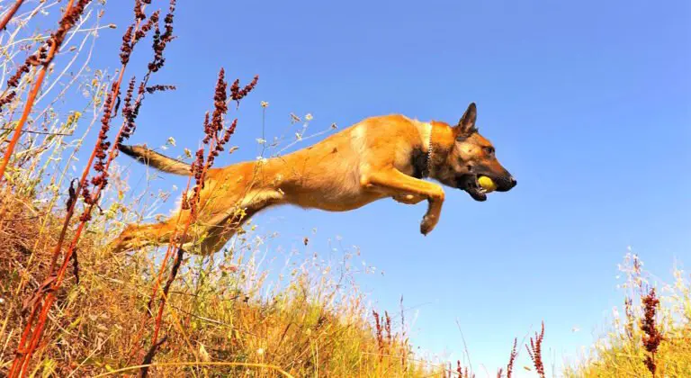 Can You Train a 2-Year-Old Belgian Malinois? A Deep Dive into Mature Dog Training