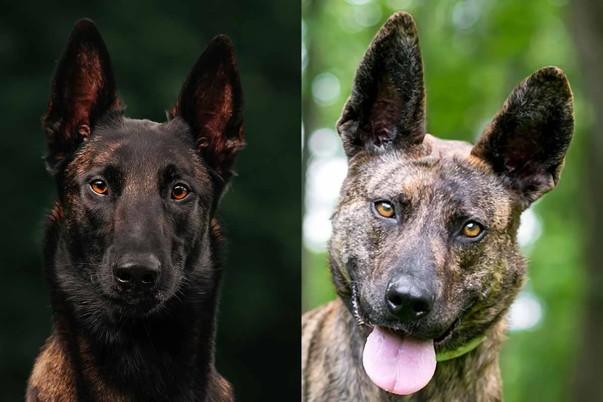 Distinguishing the Dog Breeds: Difference Between a Belgian Malinois ...