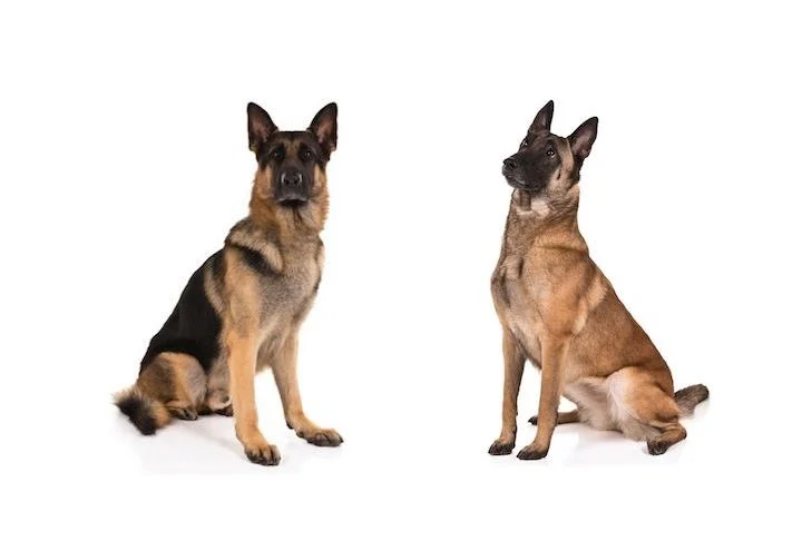 Unraveling the Nuances: Difference Between a Belgian Malinois and a German Shepherd