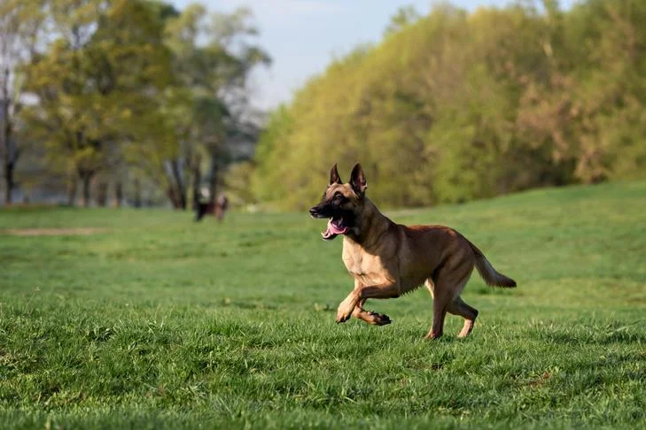 Unleashing the Speed: How Fast is a Belgian Malinois?