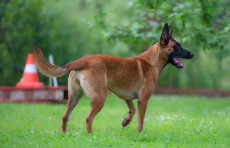 Delving into the Intelligence: How Smart is a Belgian Malinois?