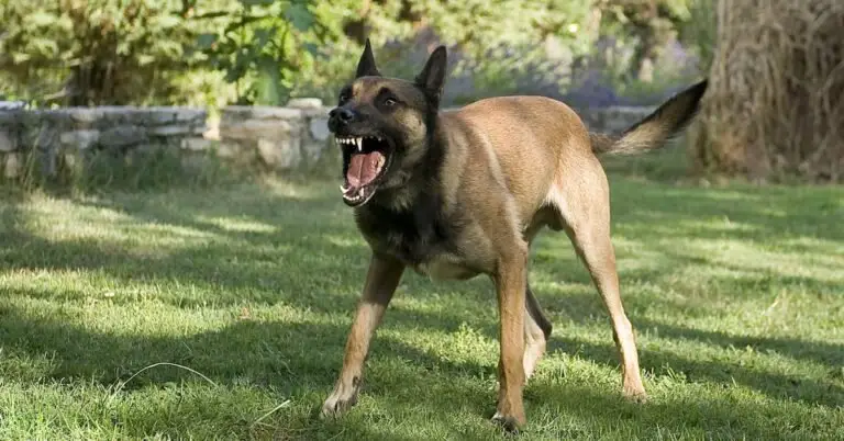The Bite Behind the Bark: How Strong is a Belgian Malinois Bite?