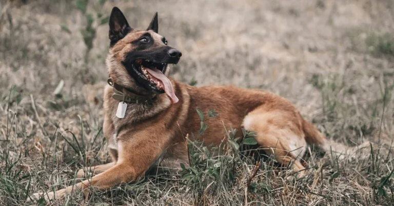 Is a Belgian Malinois the Smartest Dog?
