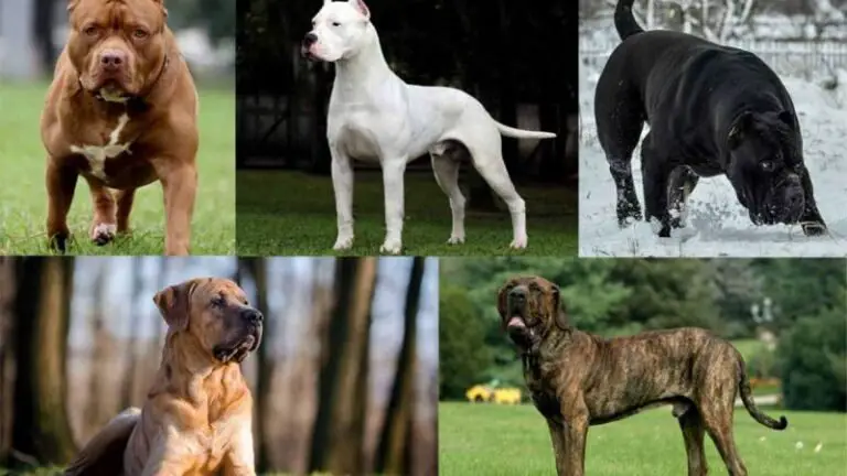 What Countries Are Belgian Malinois Banned In?