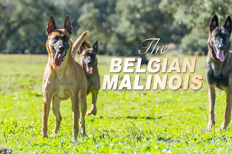 Where Do Belgian Malinois Like to Be Pet?