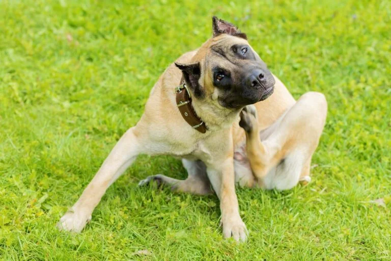 Why Is My Belgian Malinois So Itchy?
