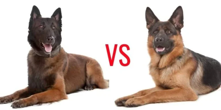 Belgian Malinois vs. German Shepherd – Who Would Win?