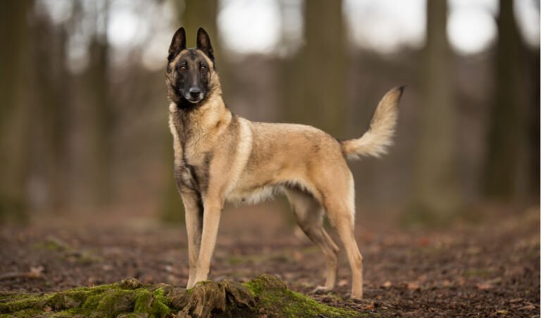 How to Check Pure Belgian Malinois