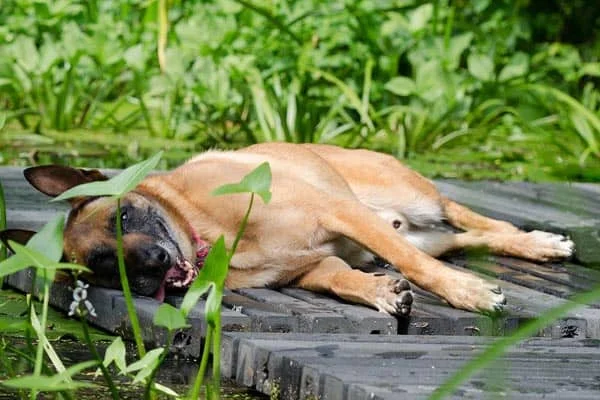 How to Know if Belgian Malinois is in Heat