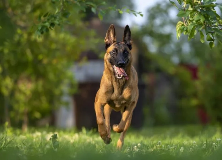 How to Make a Belgian Malinois Happy