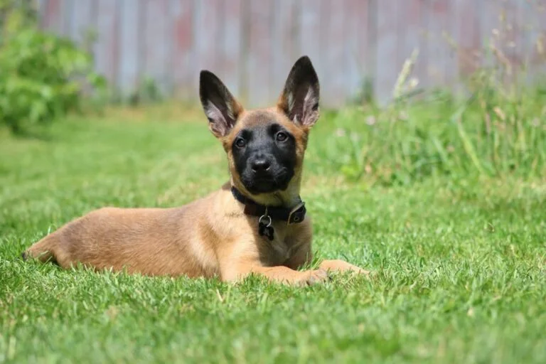 How to Make Belgian Malinois Ears Stand Up