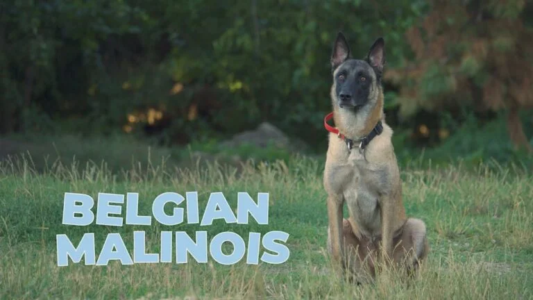 How to Make Your Belgian Malinois Taller