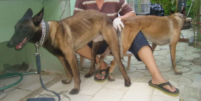 When to Stud a Belgian Malinois