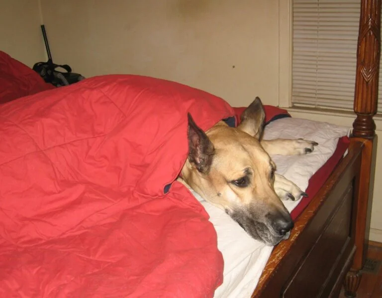Why is my Belgian Malinois so lazy?