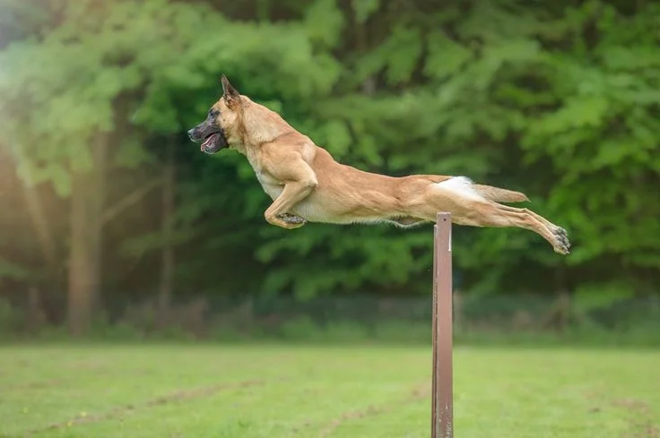 How to Train a Belgian Malinois to Jump