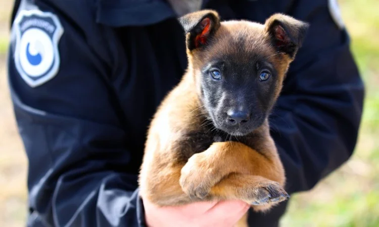 Can Belgian Malinois Have Blue Eyes