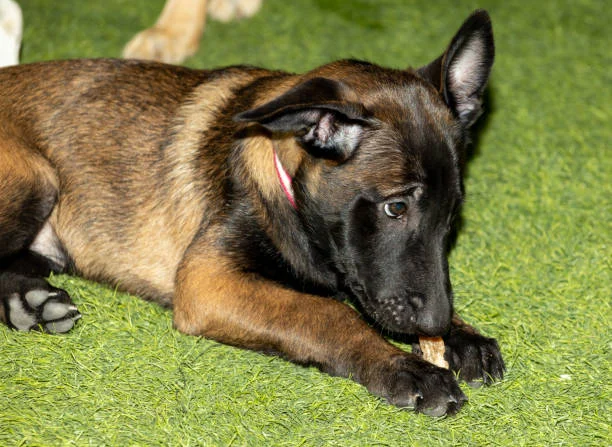 Can Belgian Malinois Have Floppy Ears