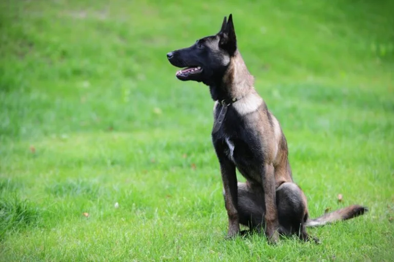 Can Belgian Malinois Have White Markings