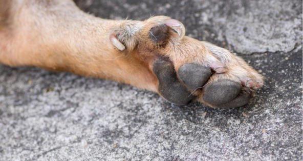 Do Belgian Malinois have dew claws