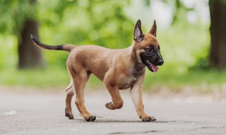 Do Belgian Malinois have long tails
