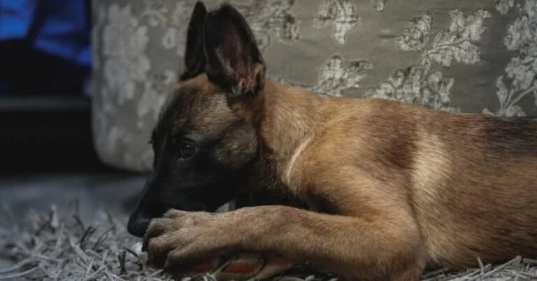 Do Belgian Malinois have separation anxiety
