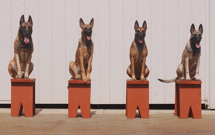 How to train a Belgian Malinois for protection