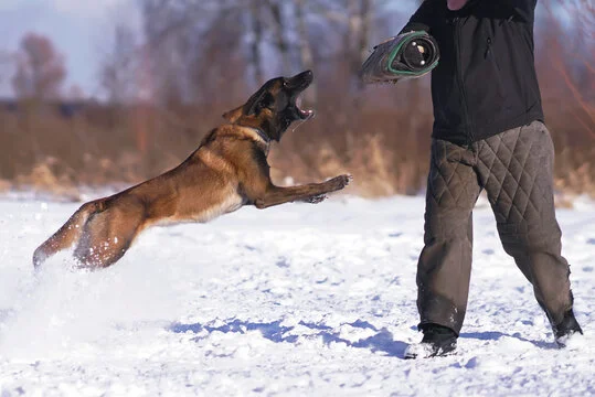 How to Train a Belgian Malinois to Attack