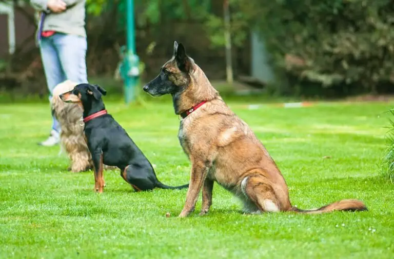 How to Train a Belgian Malinois to Sit