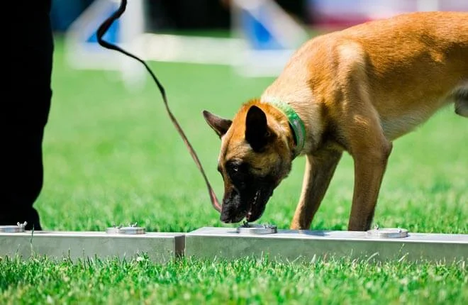 How to Train a Belgian Malinois to Track