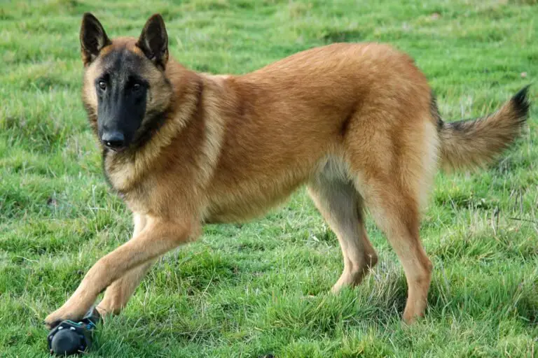 Why are Belgian Malinois so special