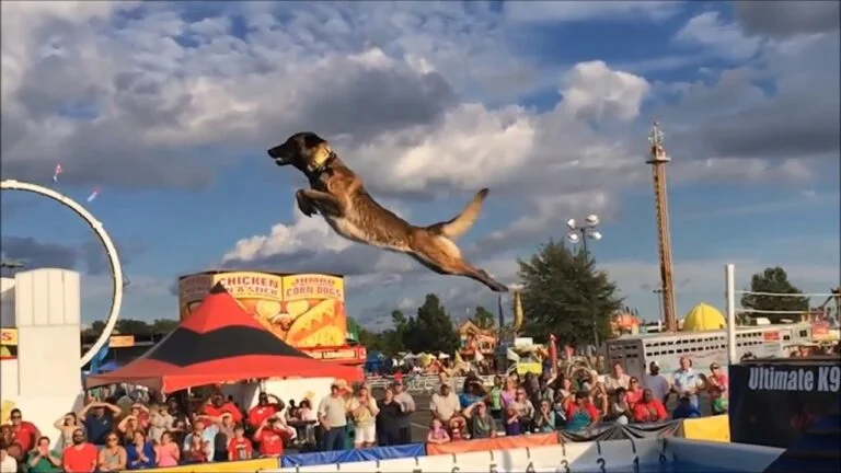 How High Can a Belgian Malinois Jump