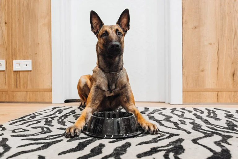 What is the Best Food for Belgian Malinois