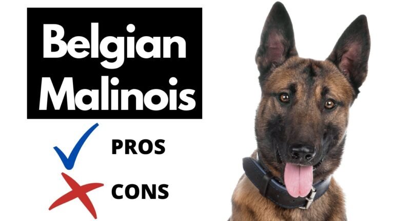 What is the disadvantage of Belgian Malinois
