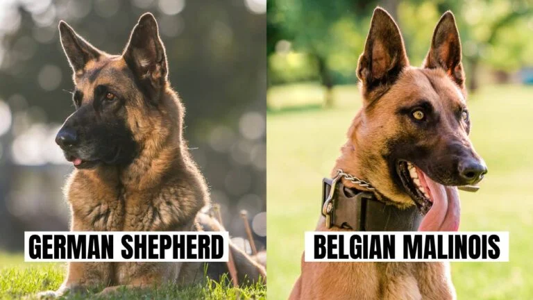 Why Are Belgian Malinois Replacing German Shepherds
