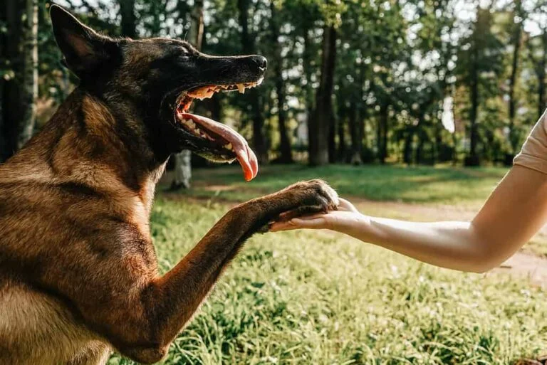 Why Are Belgian Malinois So Hyper