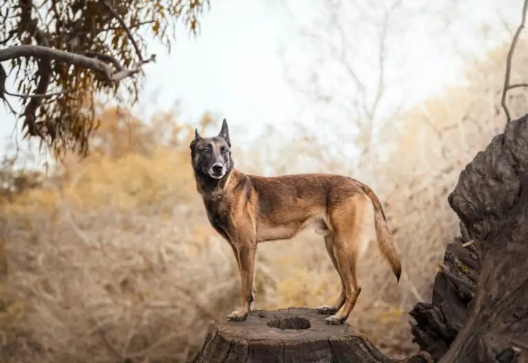 Do Malinois bond with one person