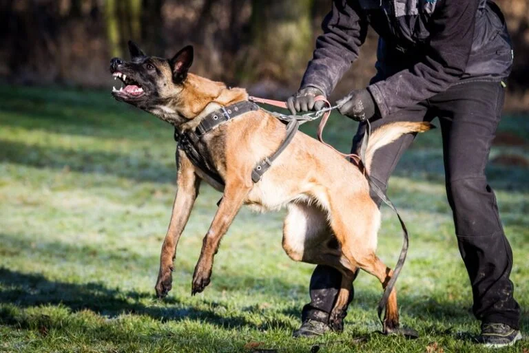 How to Train a Belgian Malinois Not to Be Aggressive